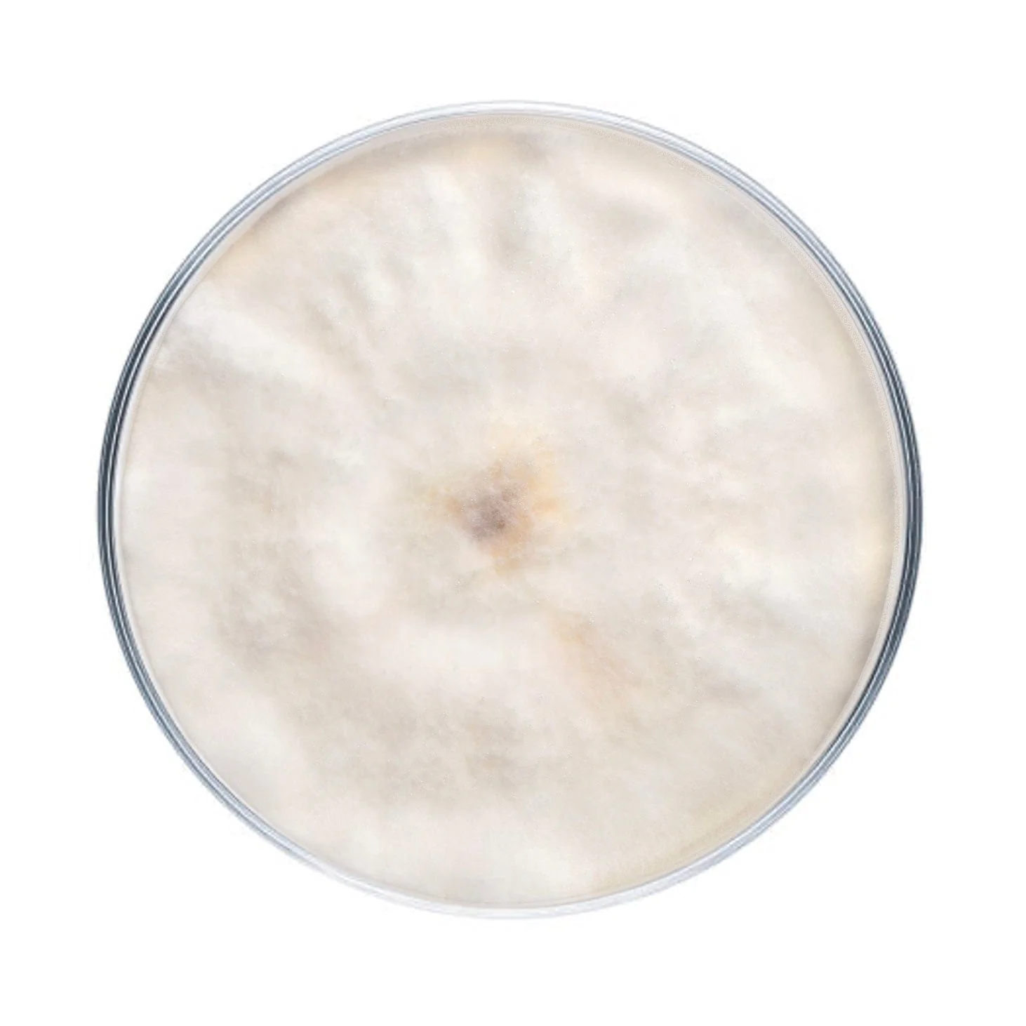 Chestnut Mushroom Plate Culture - Image 4