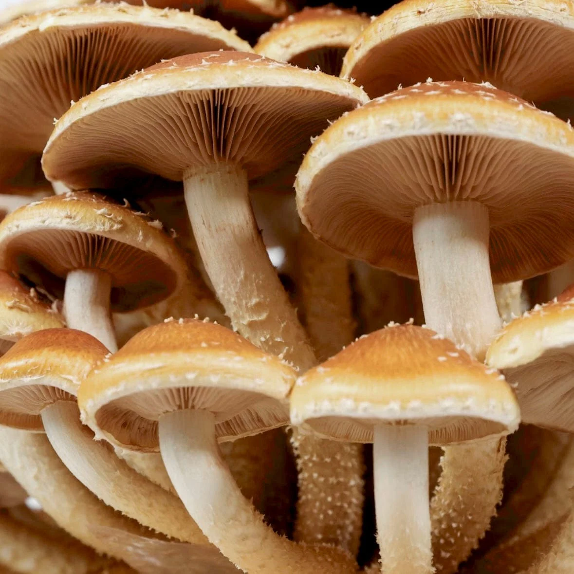 Organic Chestnut Mushroom Grain Spawn - Image 4