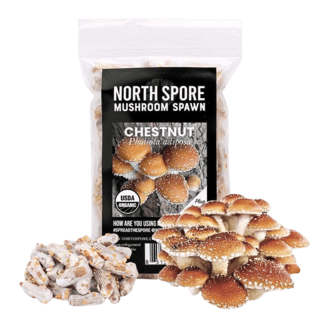 Organic Chestnut Mushroom Plug Spawn