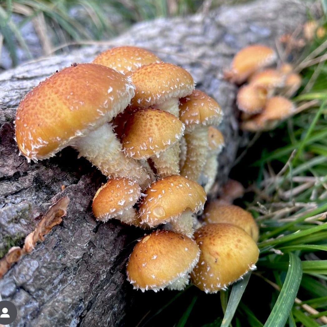 Organic Chestnut Mushroom Plug Spawn - Image 3