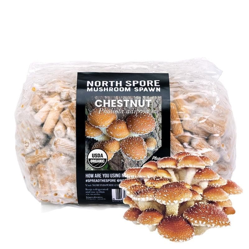 Organic Chestnut Mushroom Plug Spawn - Image 7