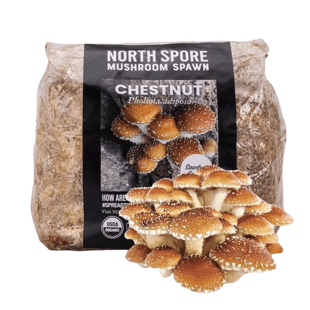 Organic Chestnut Mushroom Sawdust Spawn