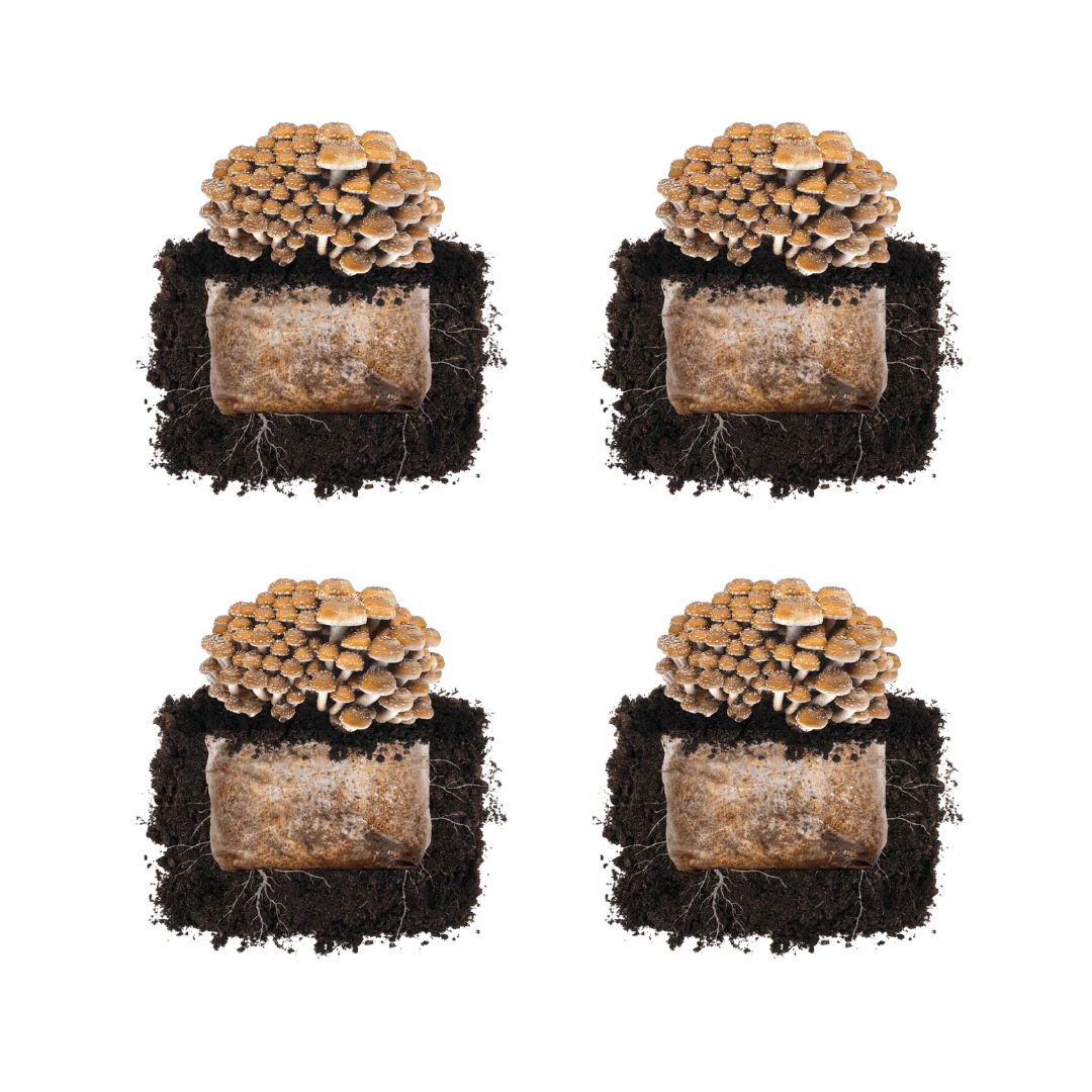 Chestnut 'Plant & Grow' Mushroom Starter Block - Image 4