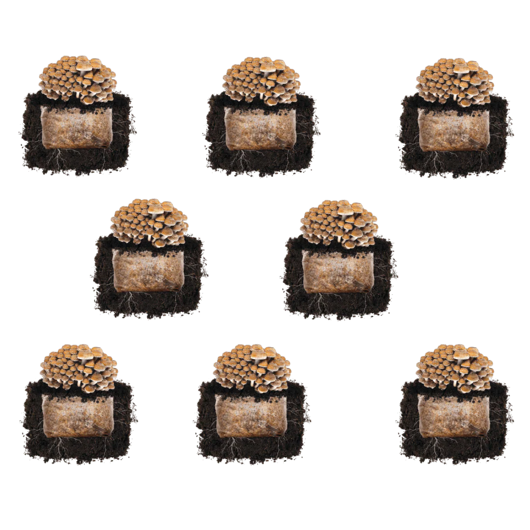 Chestnut 'Plant & Grow' Mushroom Starter Block - Image 5