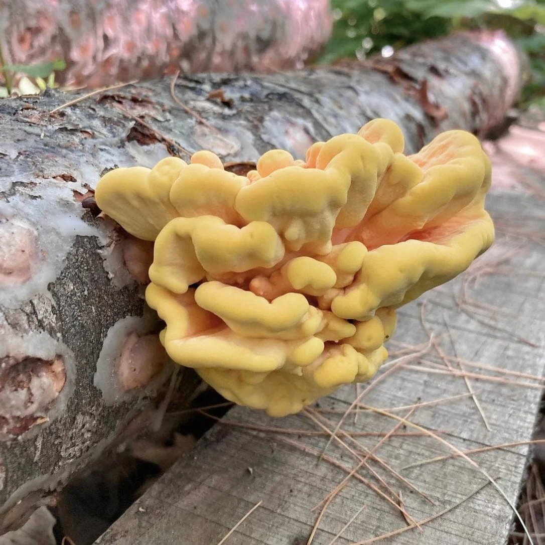 Organic Chicken of the Woods Mushroom Log Kit - Image 2