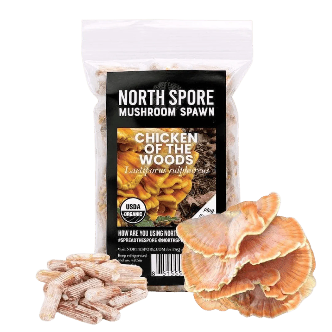 Organic Chicken of the Woods Mushroom Plug Spawn