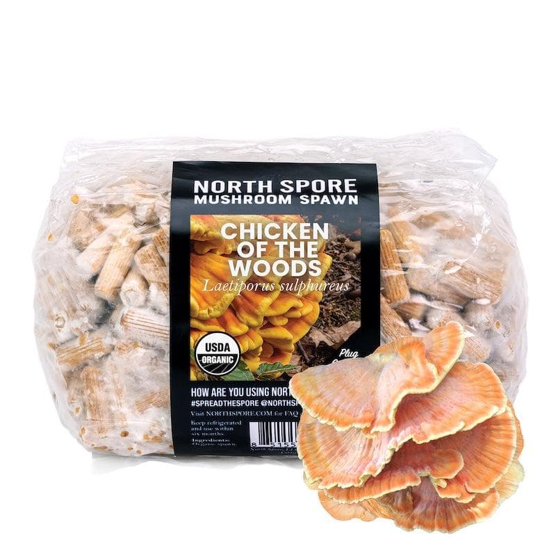 Organic Chicken of the Woods Mushroom Plug Spawn - Image 7