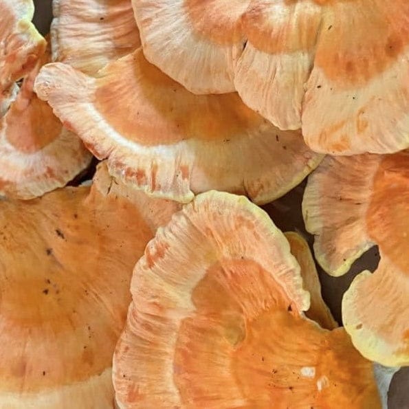 Organic Chicken of the Woods Sawdust Spawn - Image 3