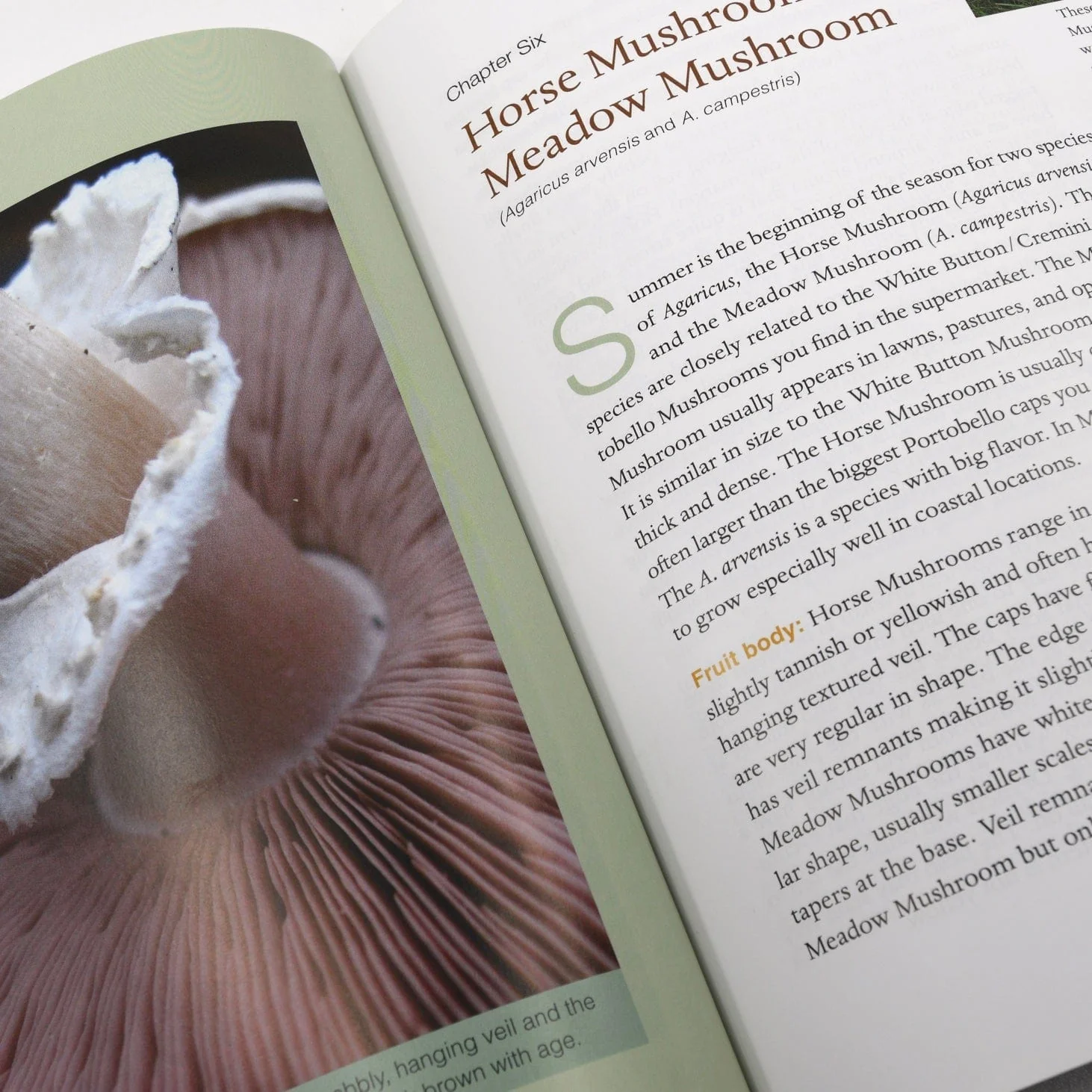 Edible & Medicinal Mushrooms of New England - Image 3