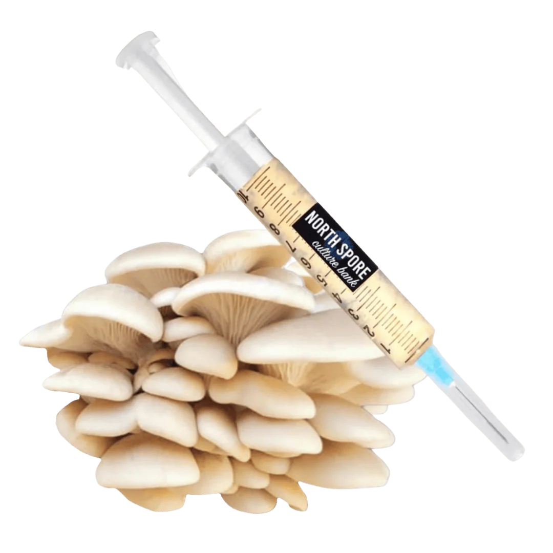 Organic Elm Oyster Mushroom Liquid Culture Syringe