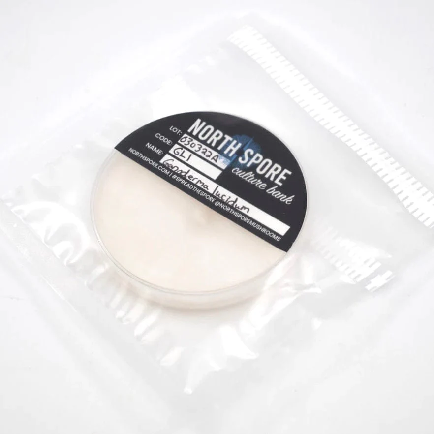 Elm Oyster Mushroom Plate Culture - Image 3