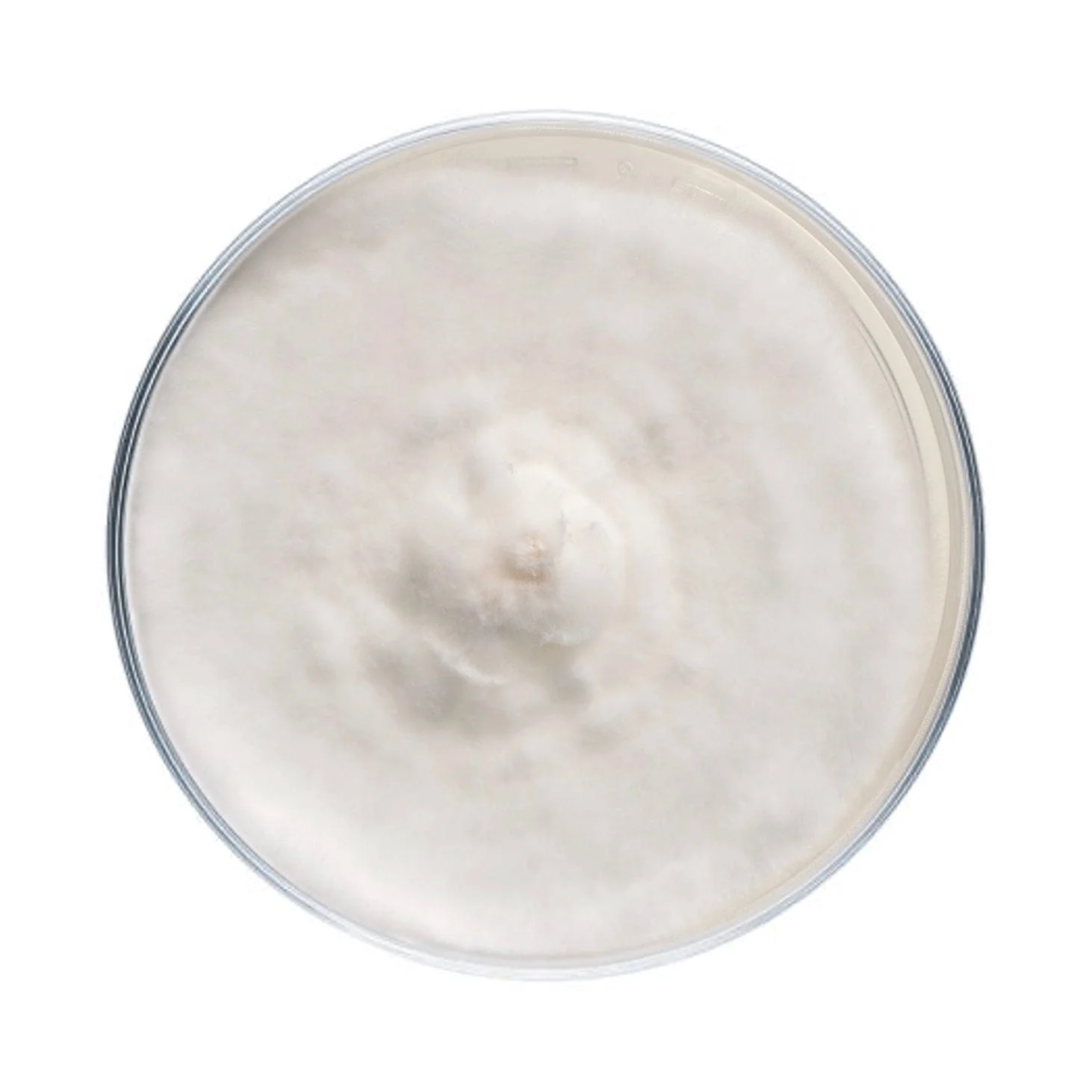 Elm Oyster Mushroom Plate Culture - Image 4