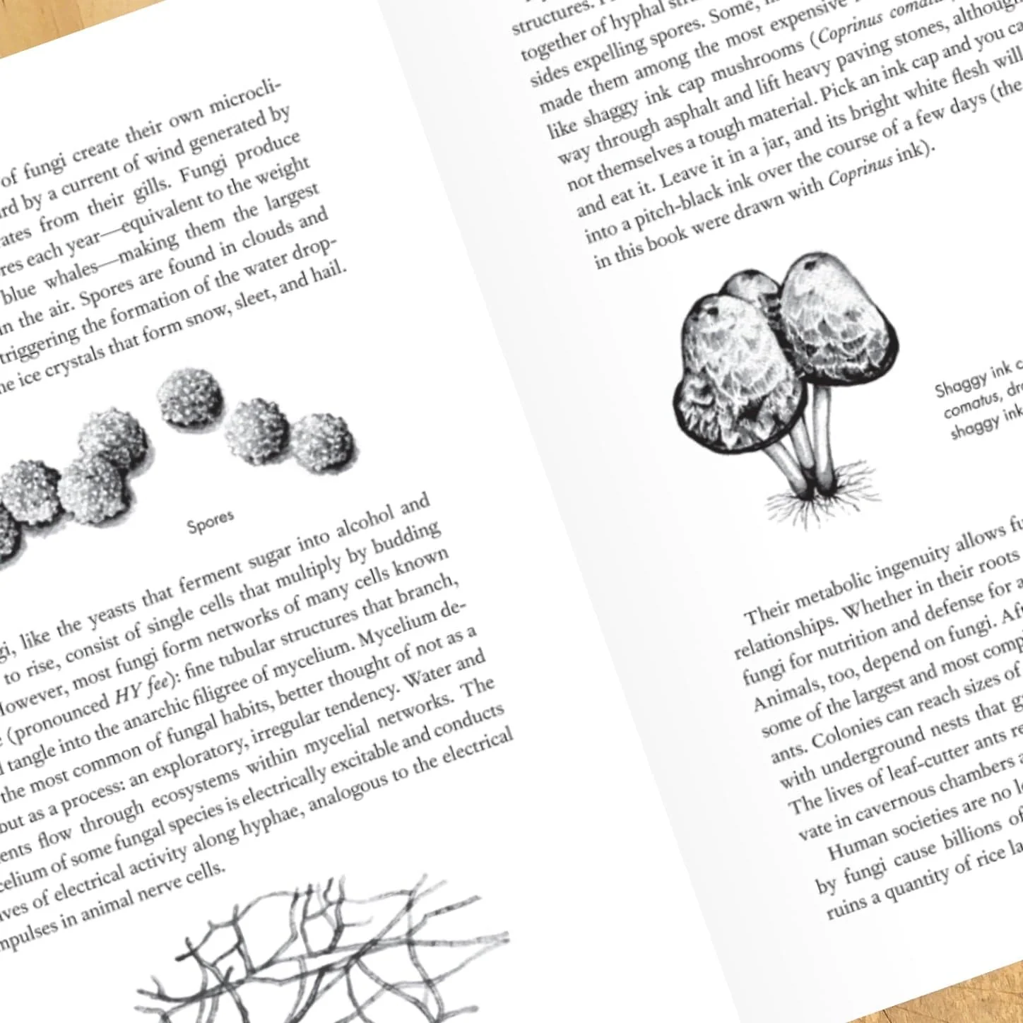 Entangled Life: How Fungi Make Our Worlds, Change Our Minds - Image 3