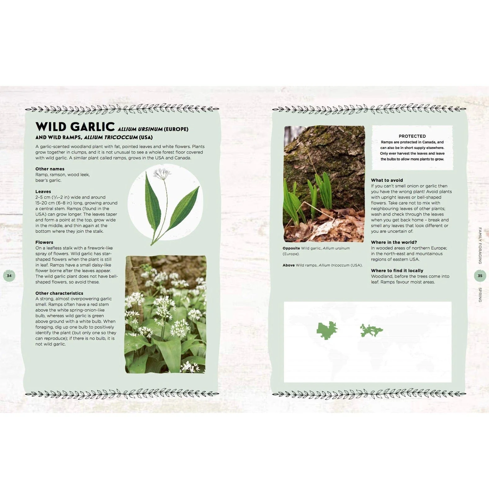 Family Foraging: A Fun Guide to Eating Wild Plants - Image 4
