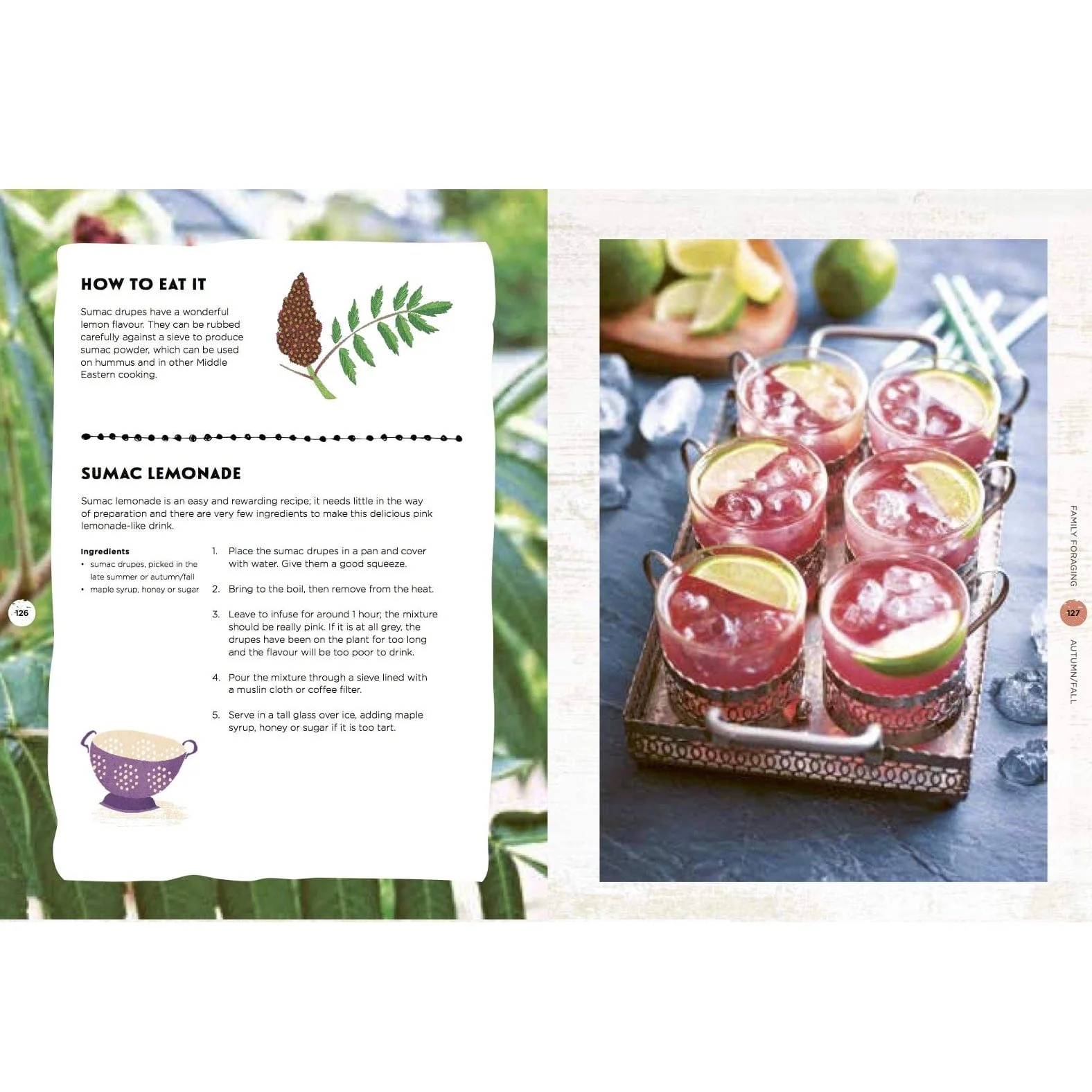 Family Foraging: A Fun Guide to Eating Wild Plants - Image 5