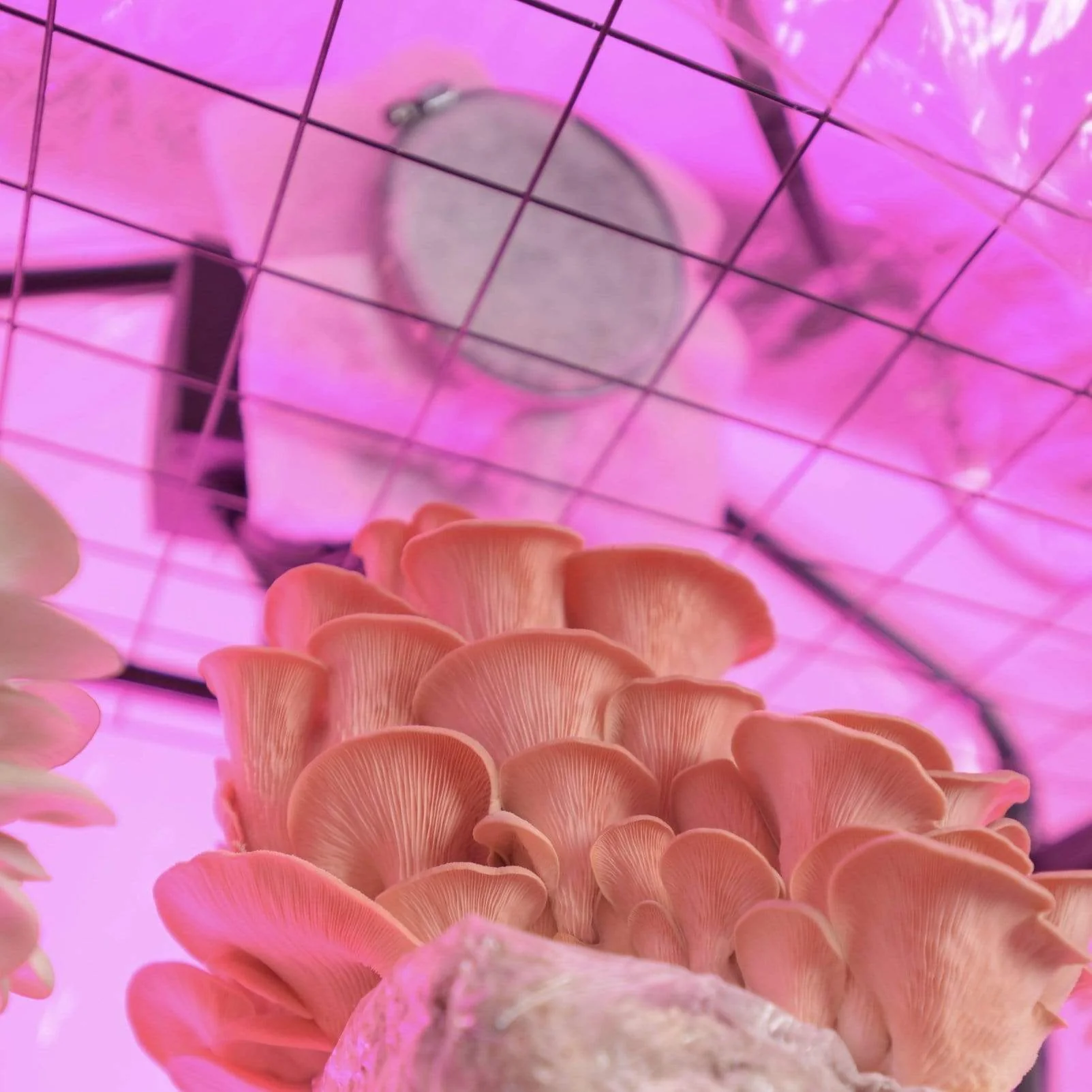 'BoomRoom' FAE Fan Filters - Image 4