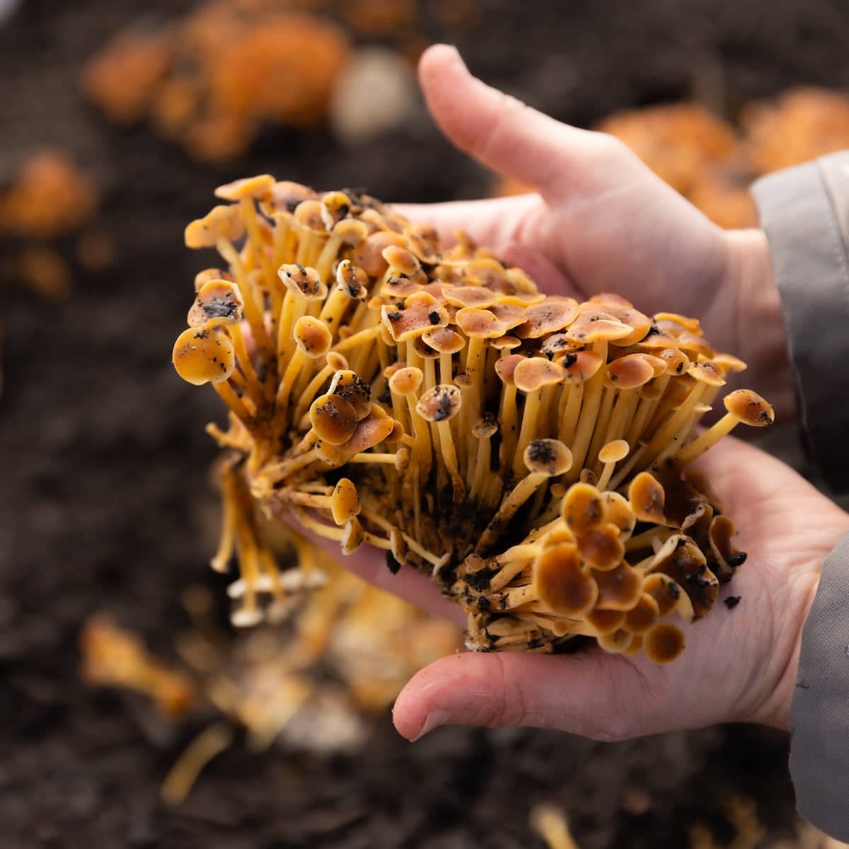 Golden Enoki 'Plant & Grow' Mushroom Starter Block - Image 3