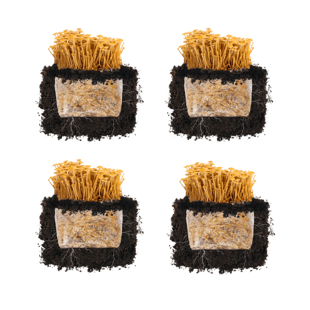 Golden Enoki 'Plant & Grow' Mushroom Starter Block - Image 4