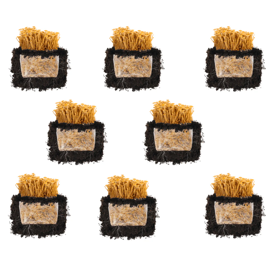 Golden Enoki 'Plant & Grow' Mushroom Starter Block - Image 5