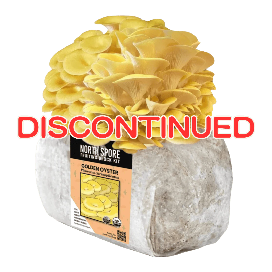 Organic Golden Oyster Mushroom Grow Kit Fruiting Block