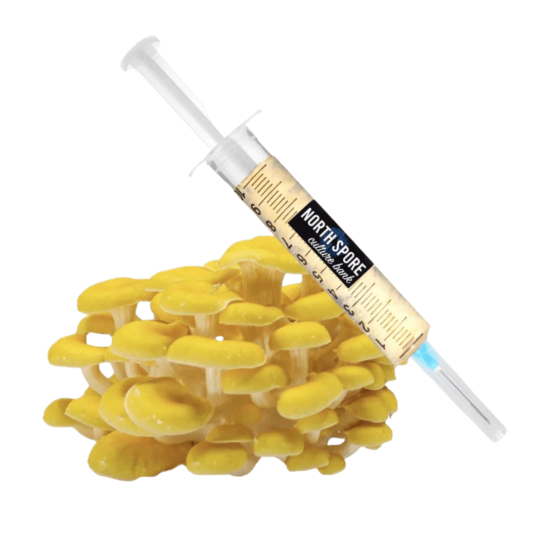 Organic Golden Oyster Mushroom Liquid Culture Syringe