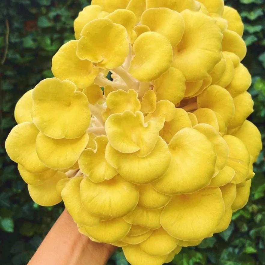 Organic Golden Oyster Mushroom Liquid Culture Syringe - Image 2