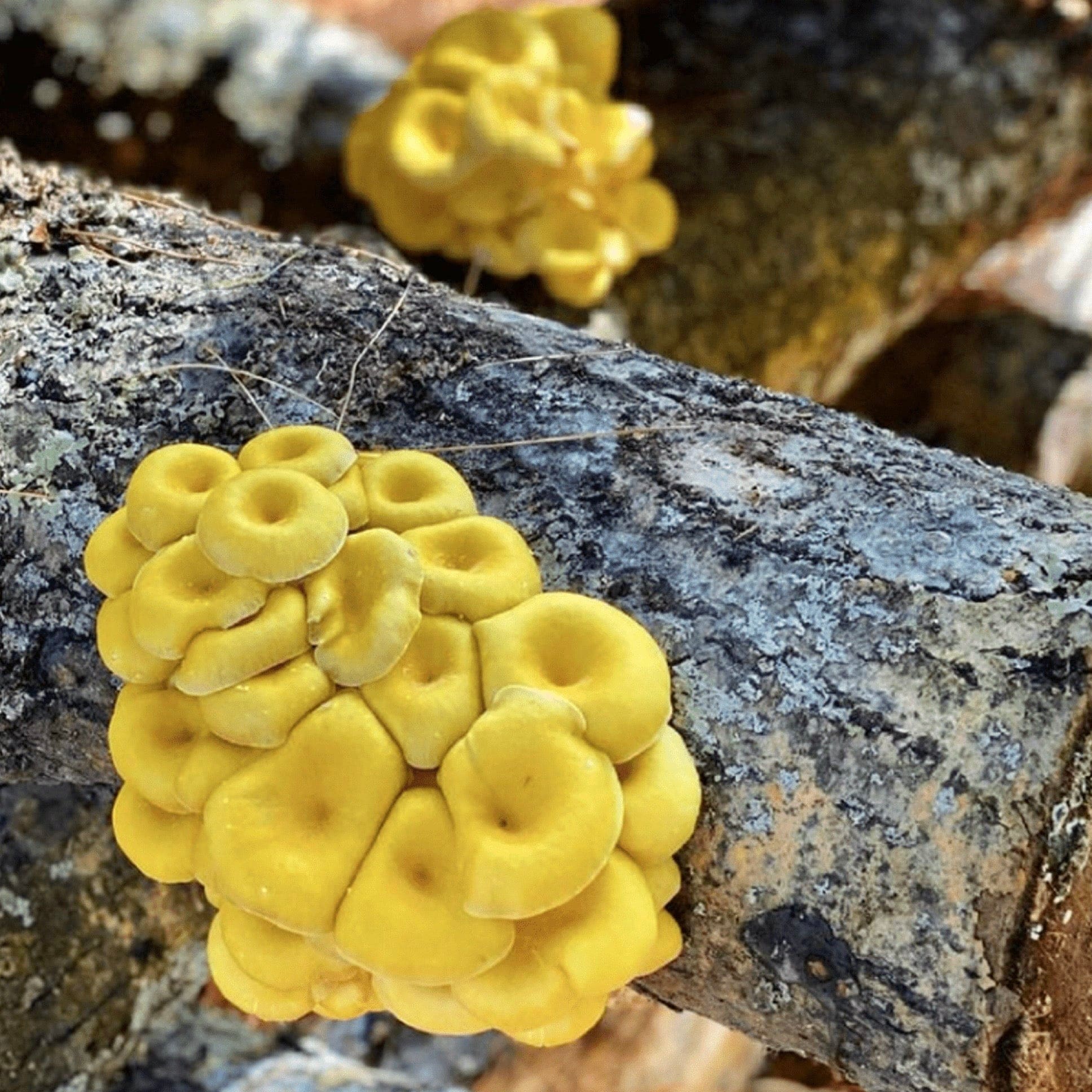 Organic Golden Oyster Mushroom Sawdust Spawn - Image 2