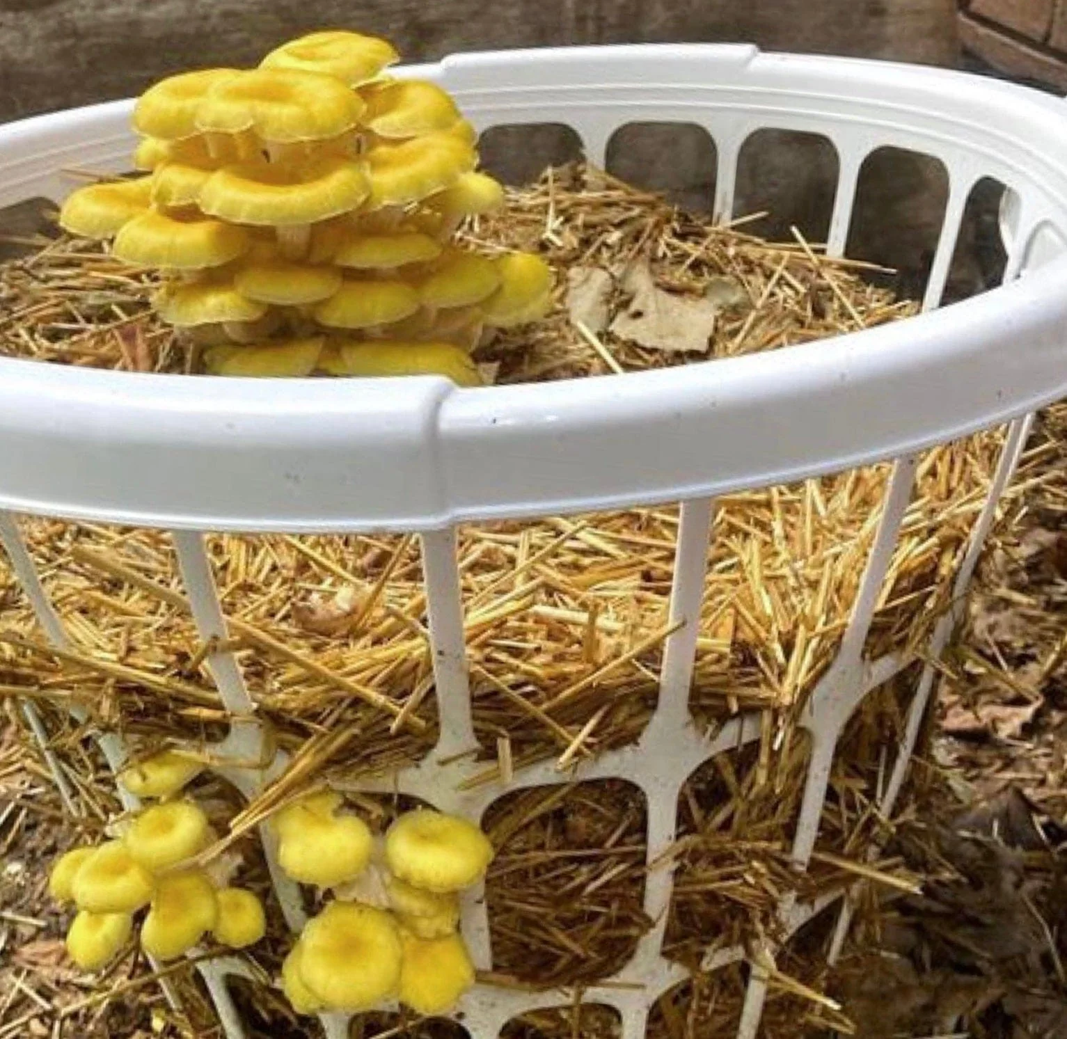 Organic Golden Oyster Mushroom Sawdust Spawn - Image 3