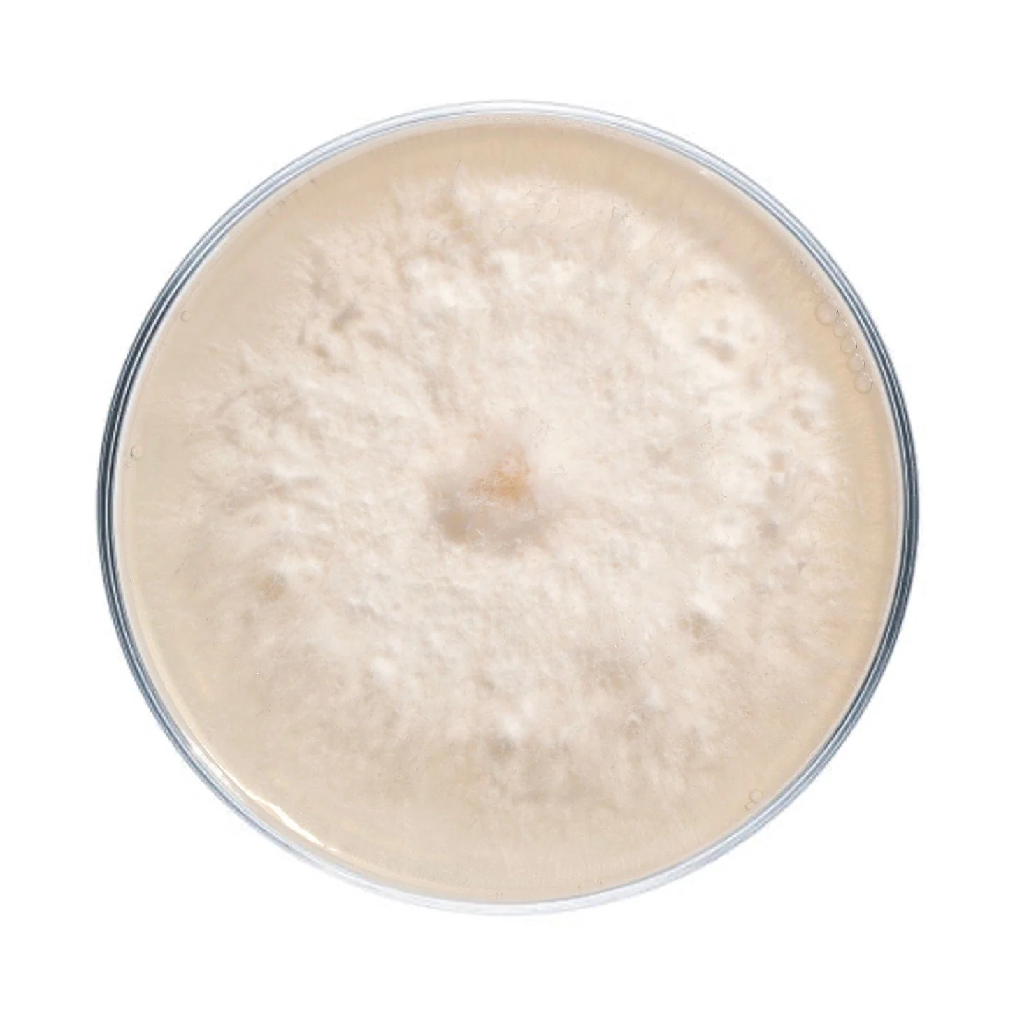 Golden Oyster Mushroom Plate Culture - Image 4