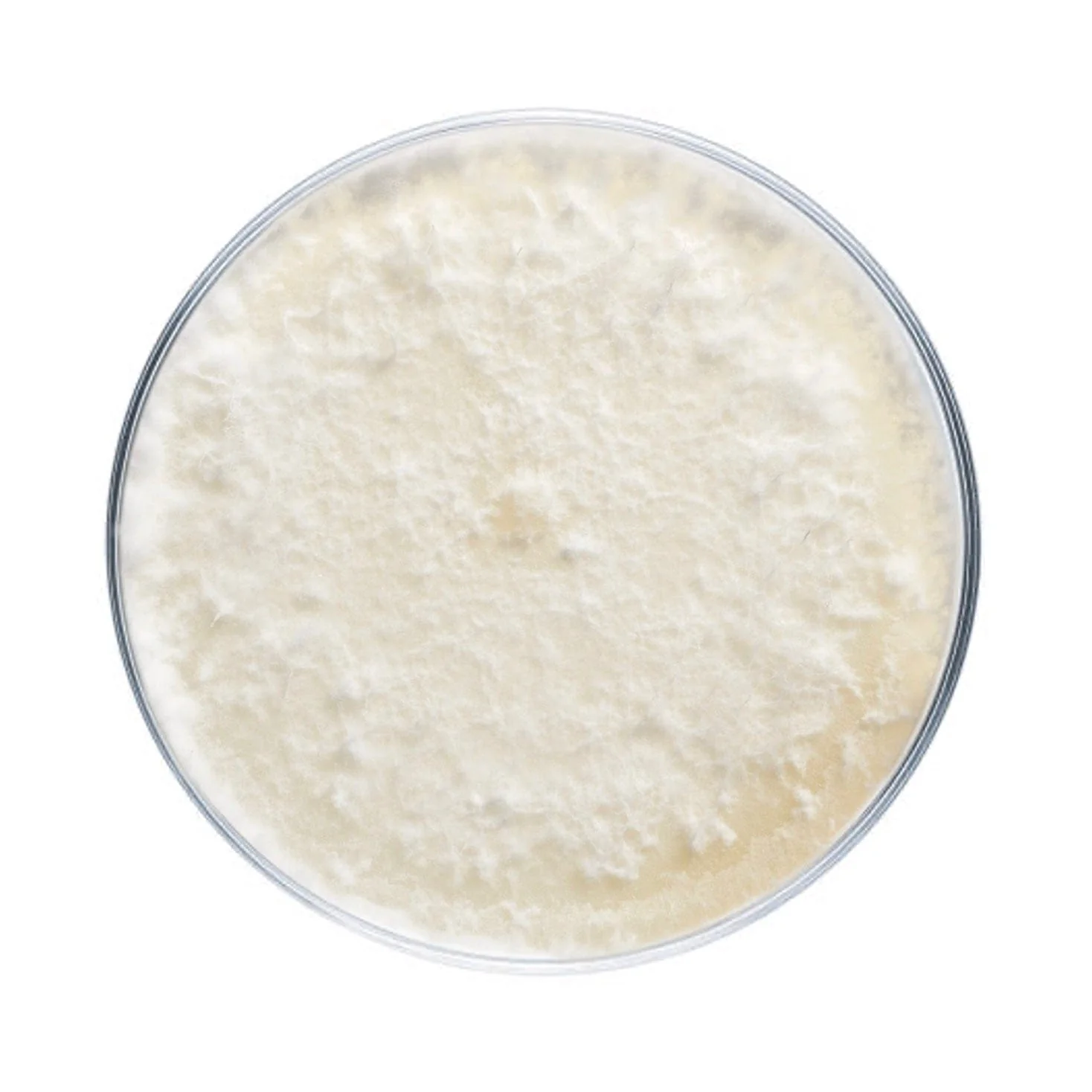 Golden Oyster Mushroom Plate Culture - Image 5