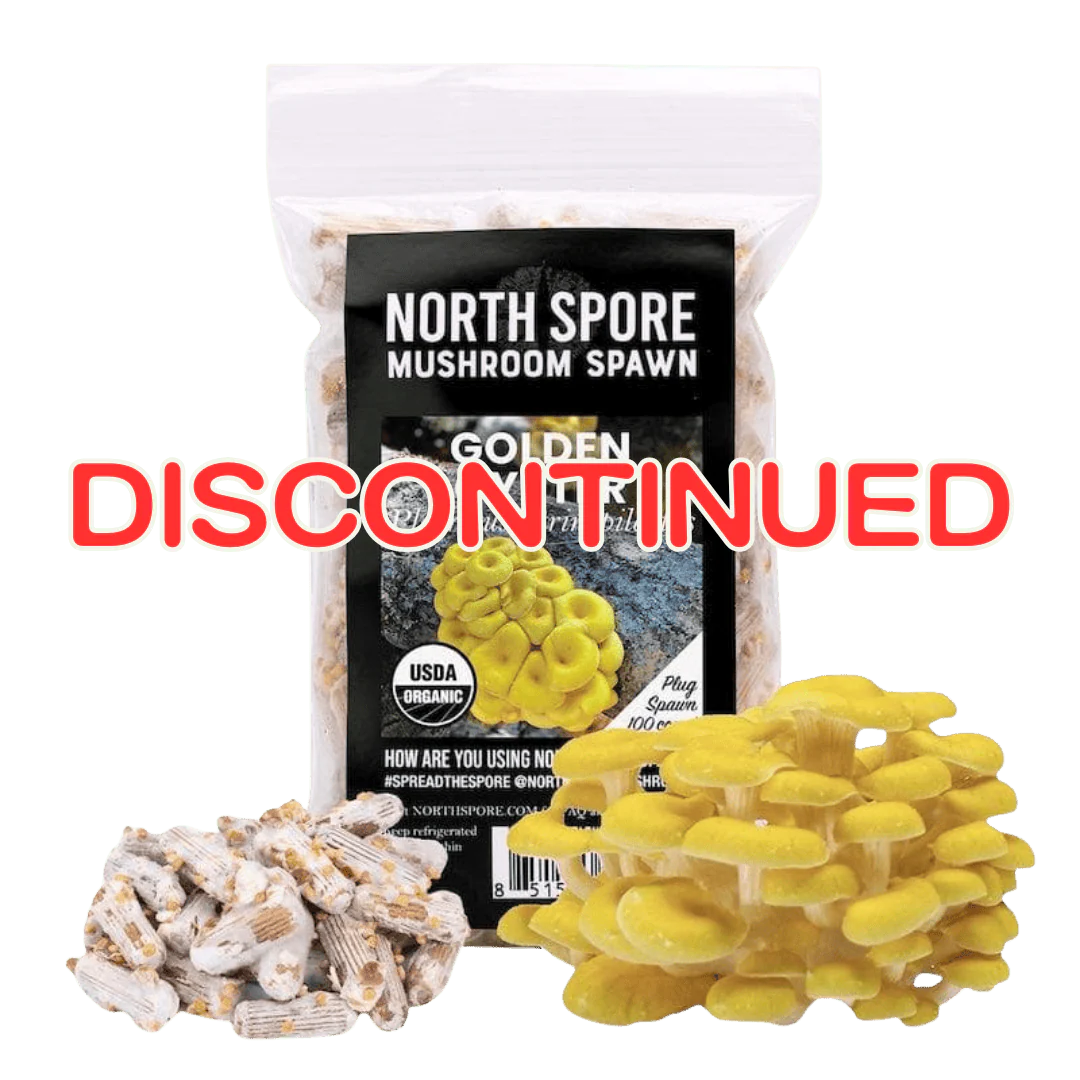 Organic Golden Oyster Mushroom Plug Spawn