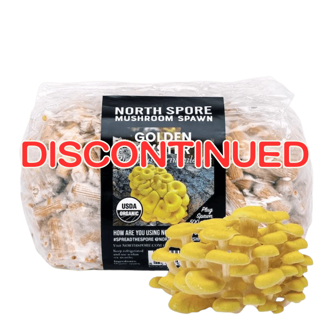 Organic Golden Oyster Mushroom Plug Spawn - Image 7