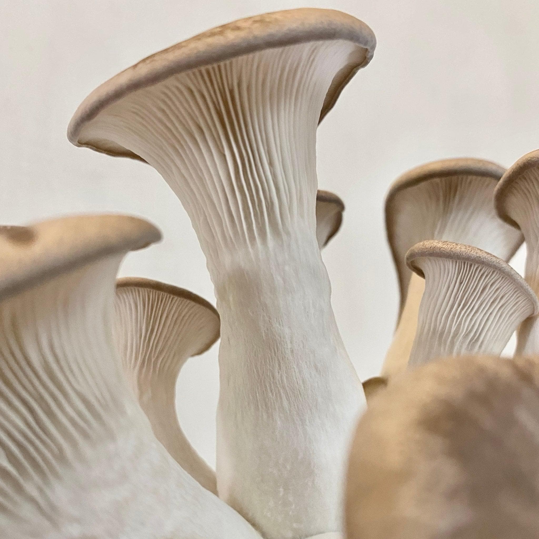 Organic King Trumpet Mushroom Grow Kit Fruiting Block - Image 2