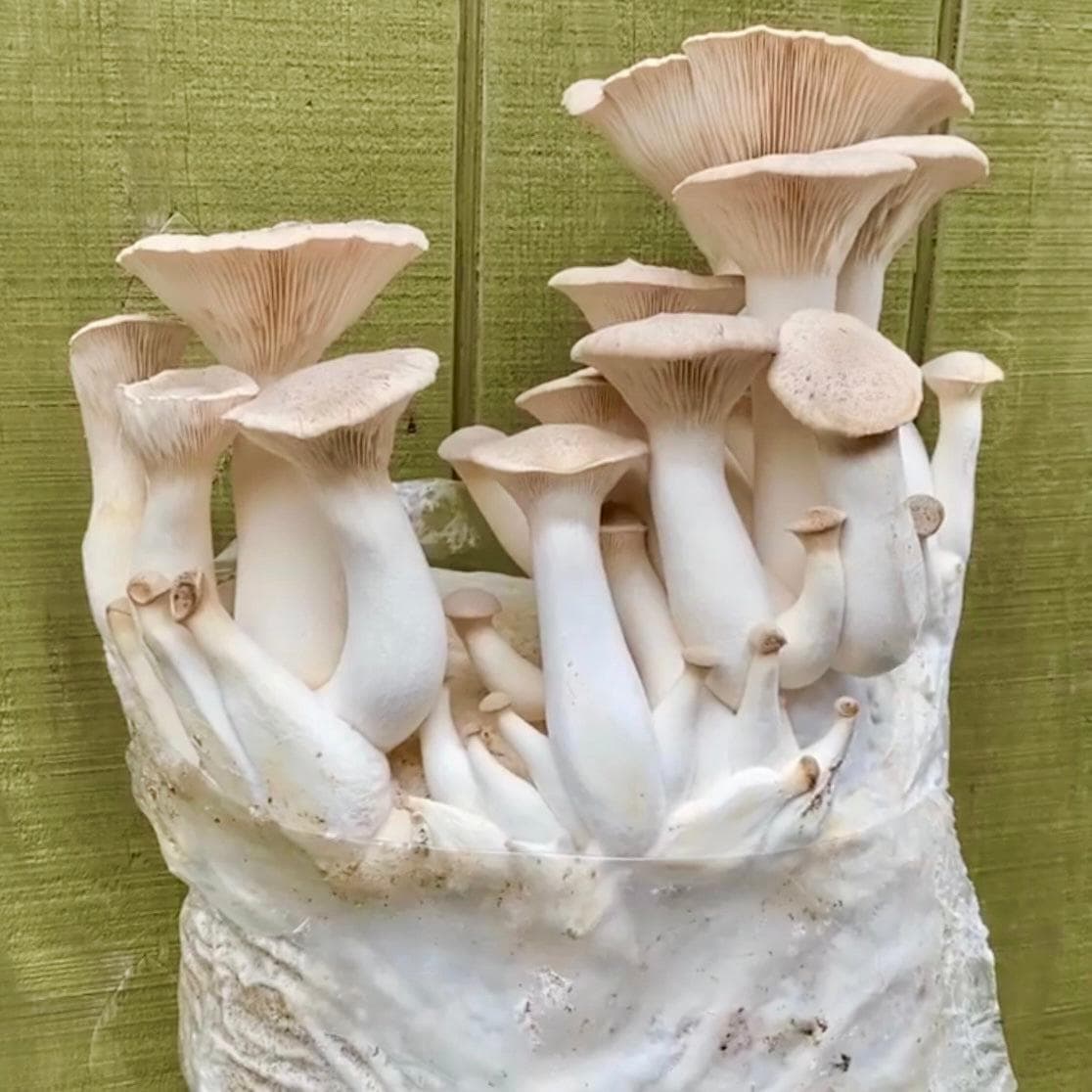 Organic King Trumpet Mushroom Grow Kit Fruiting Block - Image 3