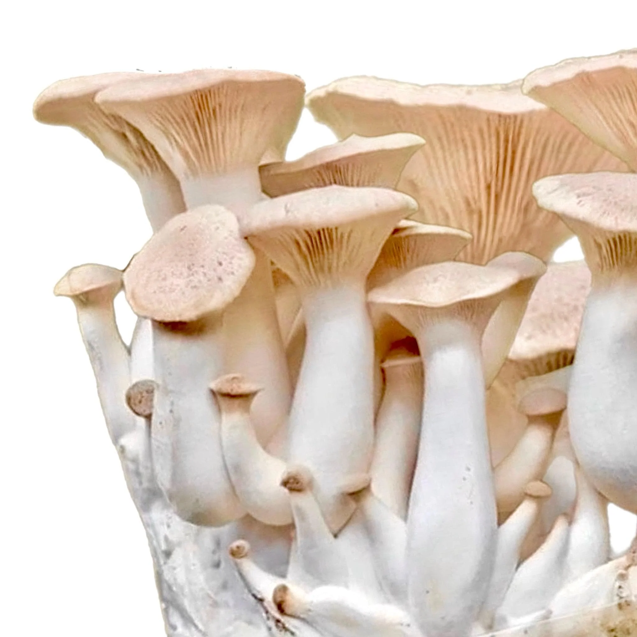 Organic King Trumpet Mushroom Grow Kit Fruiting Block - Image 4