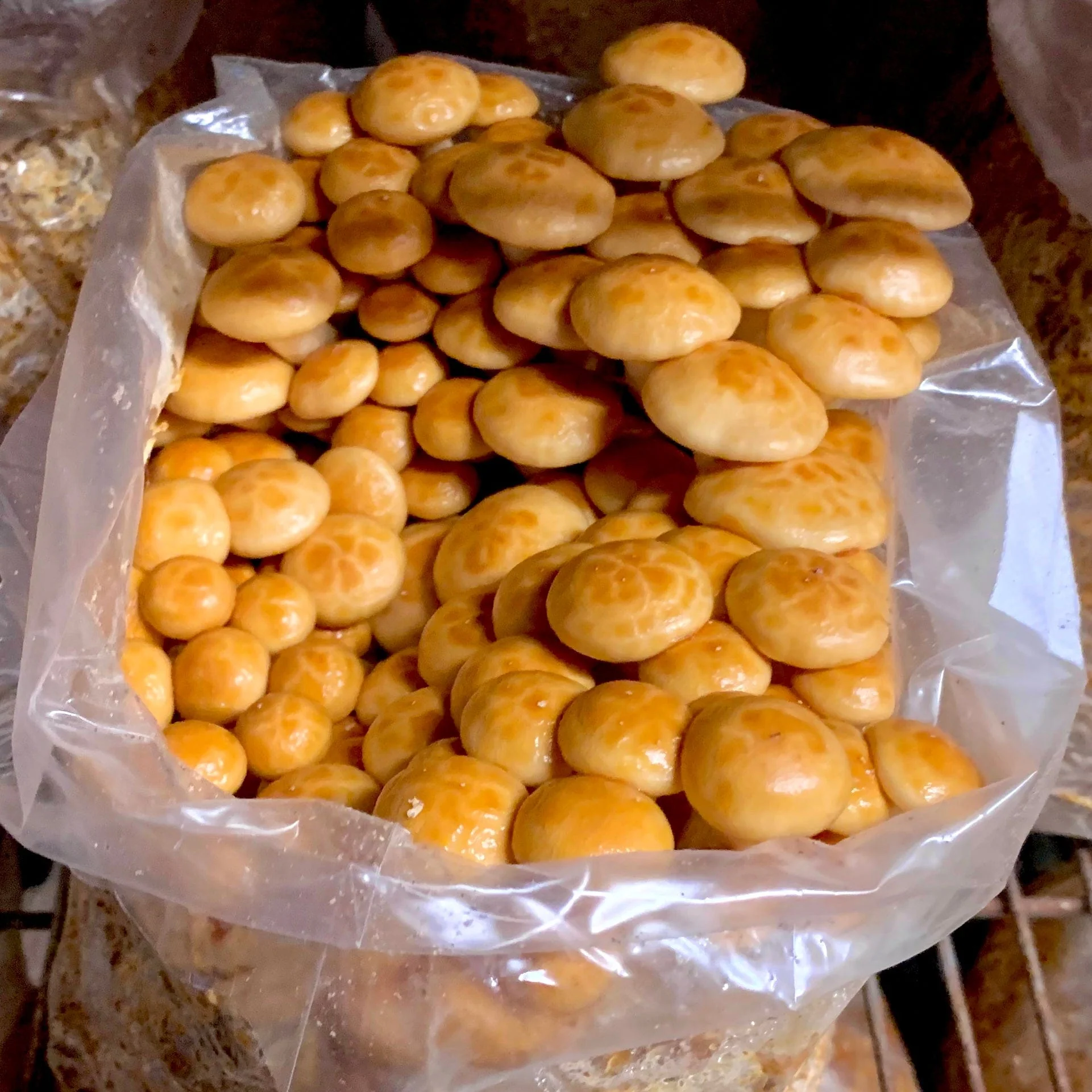 Organic Nameko Mushroom Grow Kit Fruiting Block - Image 3