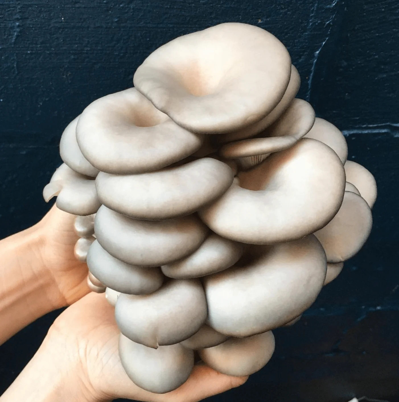 Organic Blue Oyster ‘Spray & Grow’ Mushroom Growing Kit - Image 3