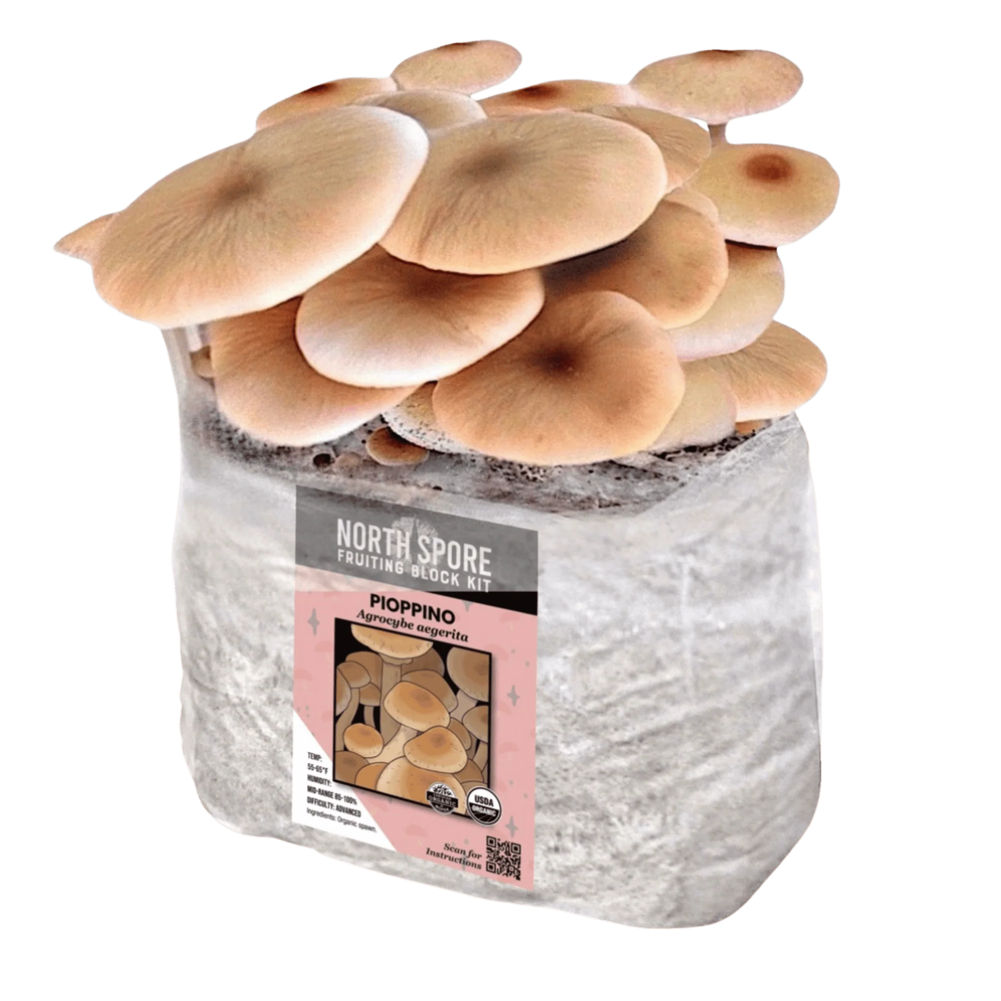 Organic Pioppino Mushroom Grow Kit Fruiting Block