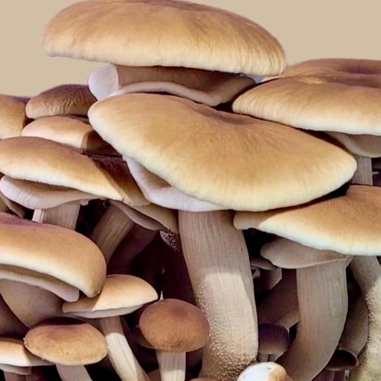 Organic Pioppino Mushroom Grow Kit Fruiting Block - Image 2