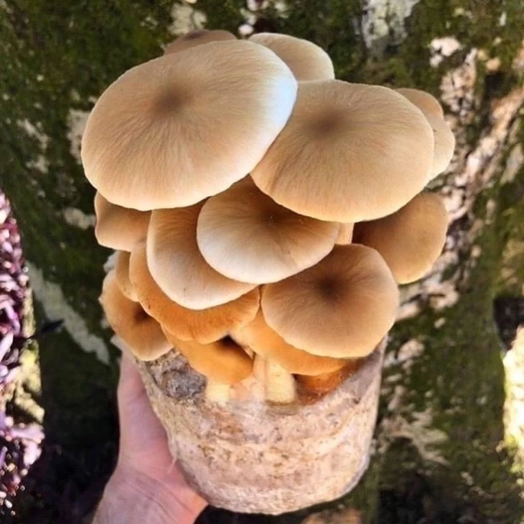 Organic Pioppino Mushroom Grow Kit Fruiting Block - Image 3