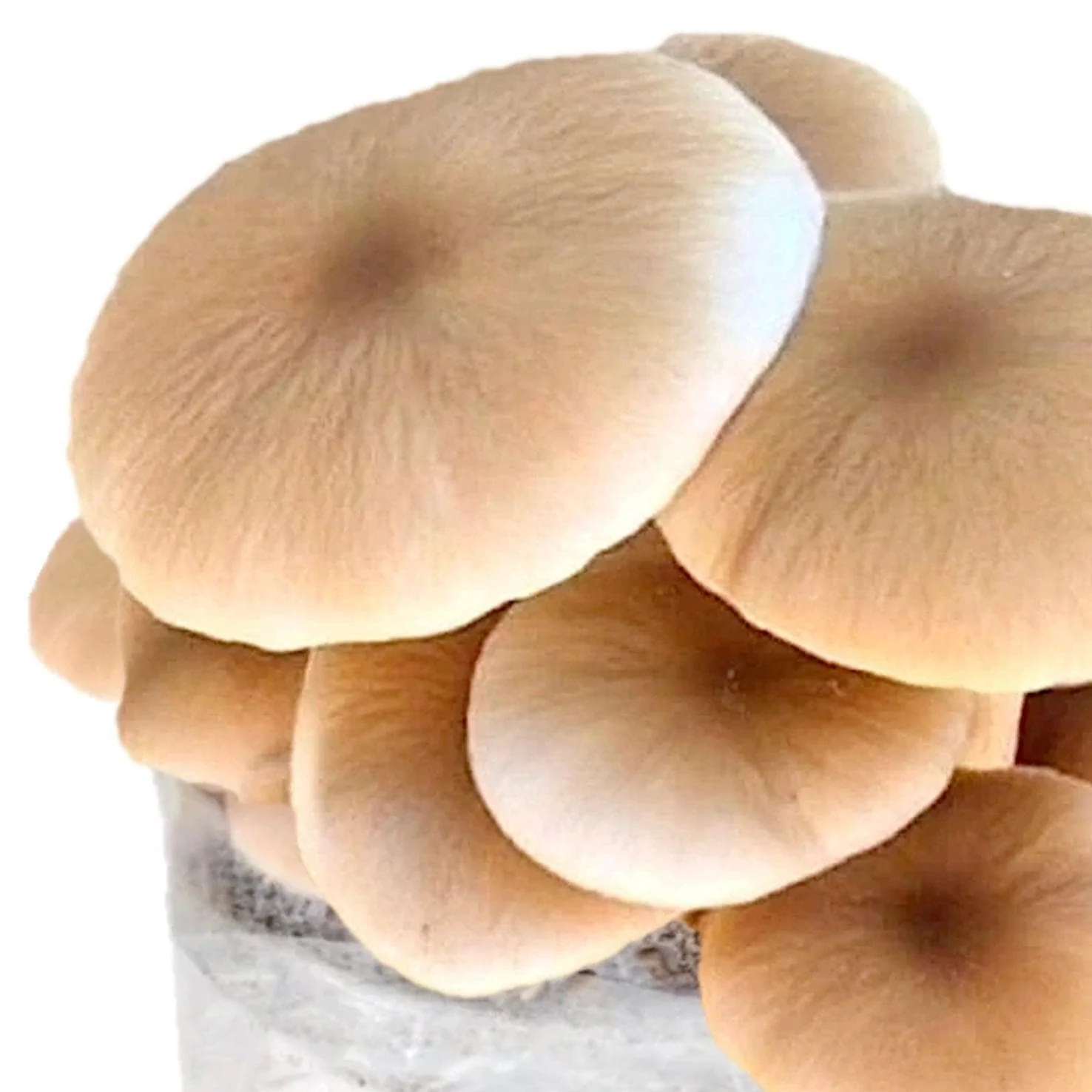 Organic Pioppino Mushroom Grow Kit Fruiting Block - Image 4
