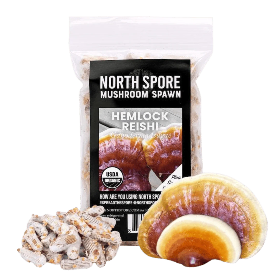 Organic Hemlock Reishi Mushroom Plug Spawn
