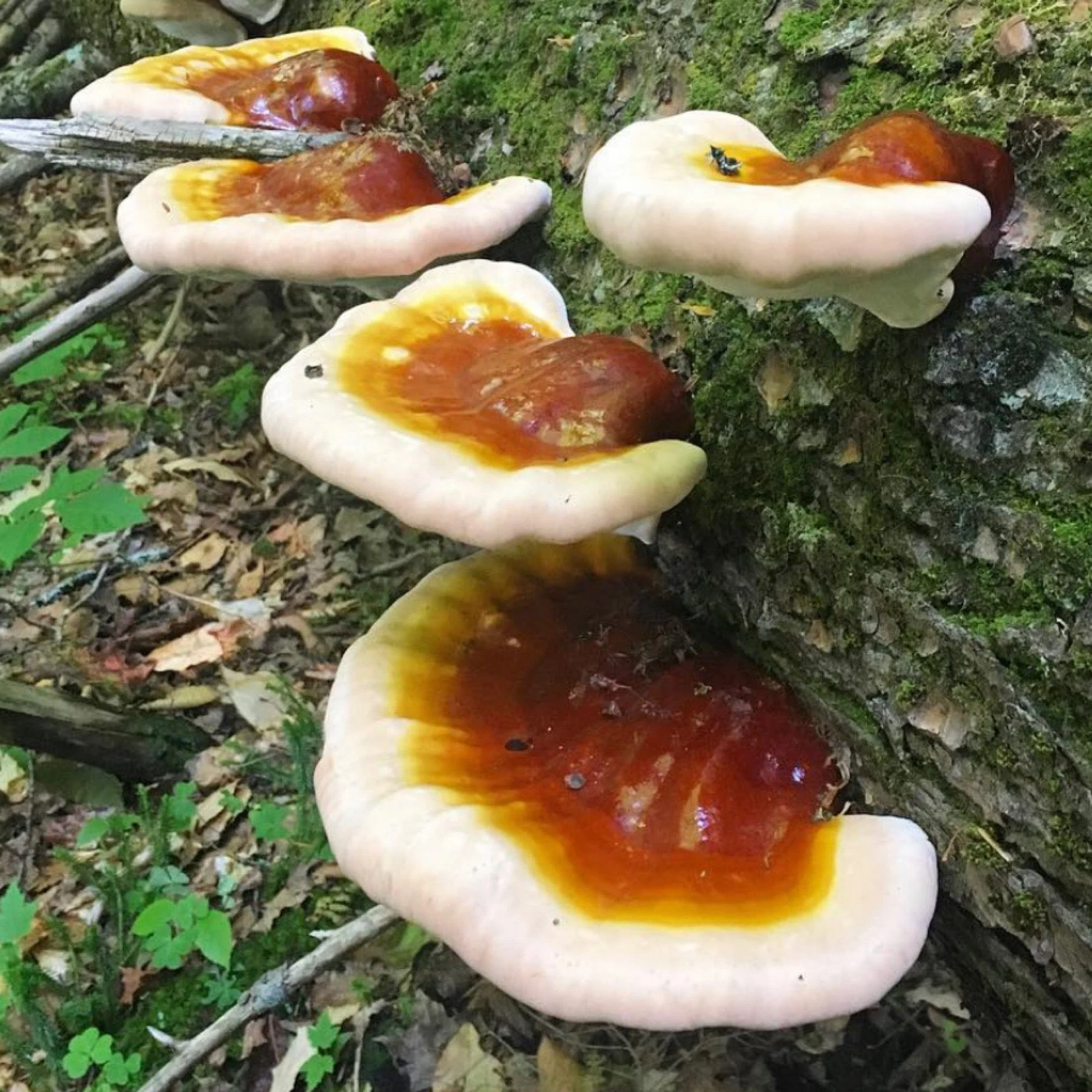 Organic Hemlock Reishi Mushroom Plug Spawn - Image 3