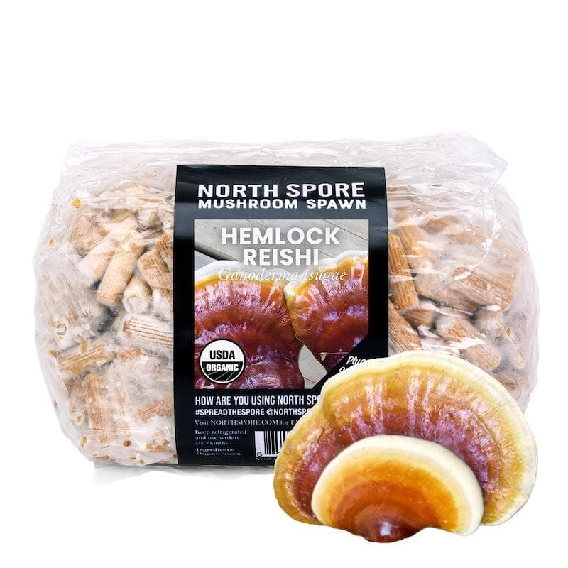 Organic Hemlock Reishi Mushroom Plug Spawn - Image 7