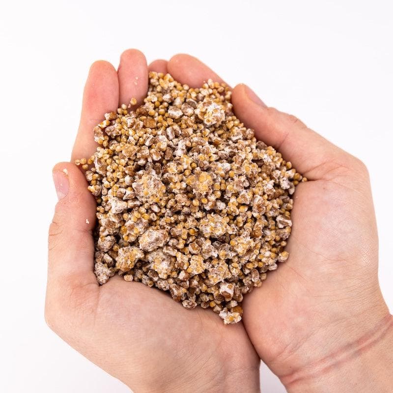Organic Hen of the Woods (Maitake) Grain Spawn - Image 3