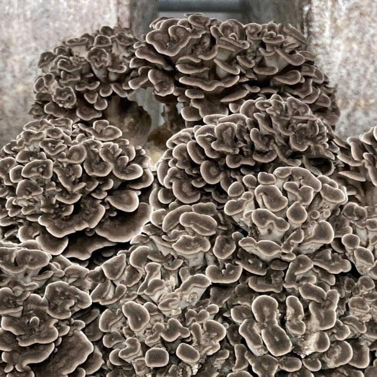 Organic Hen of the Woods (Maitake) Grain Spawn - Image 4