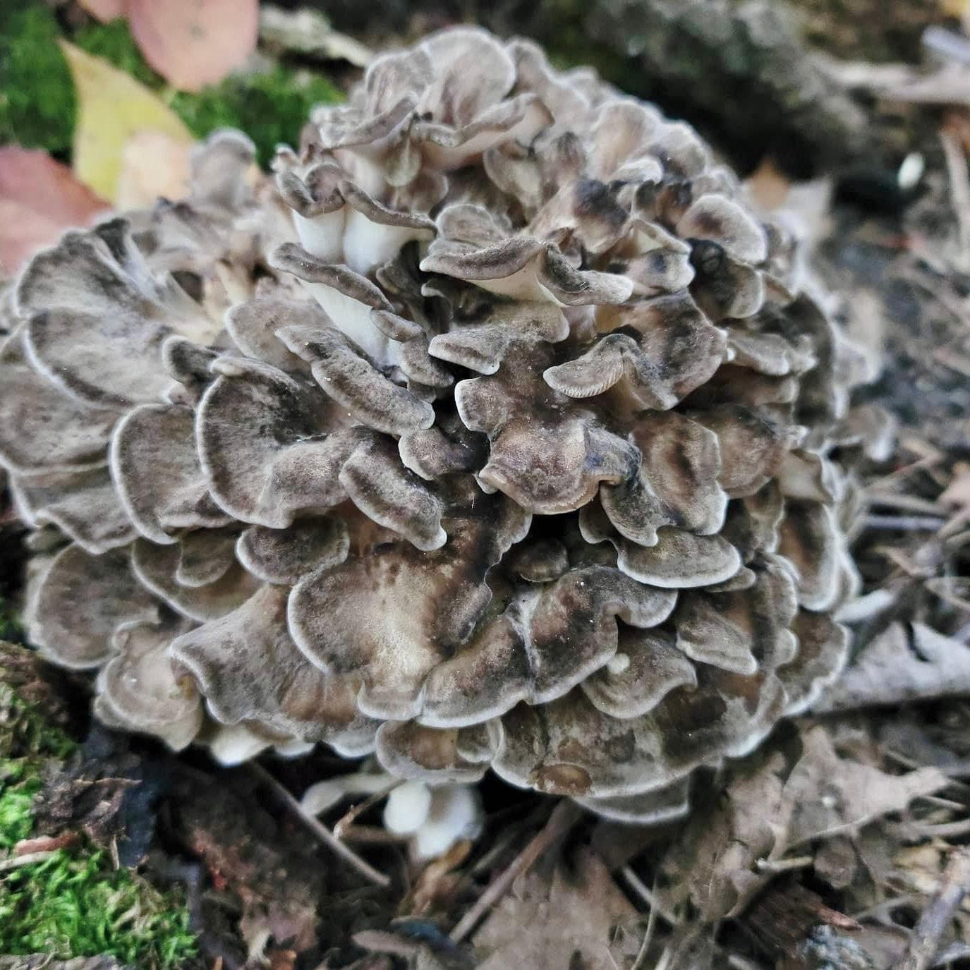 Organic Hen of the Woods (Maitake) Mushroom Log Kit - Image 2