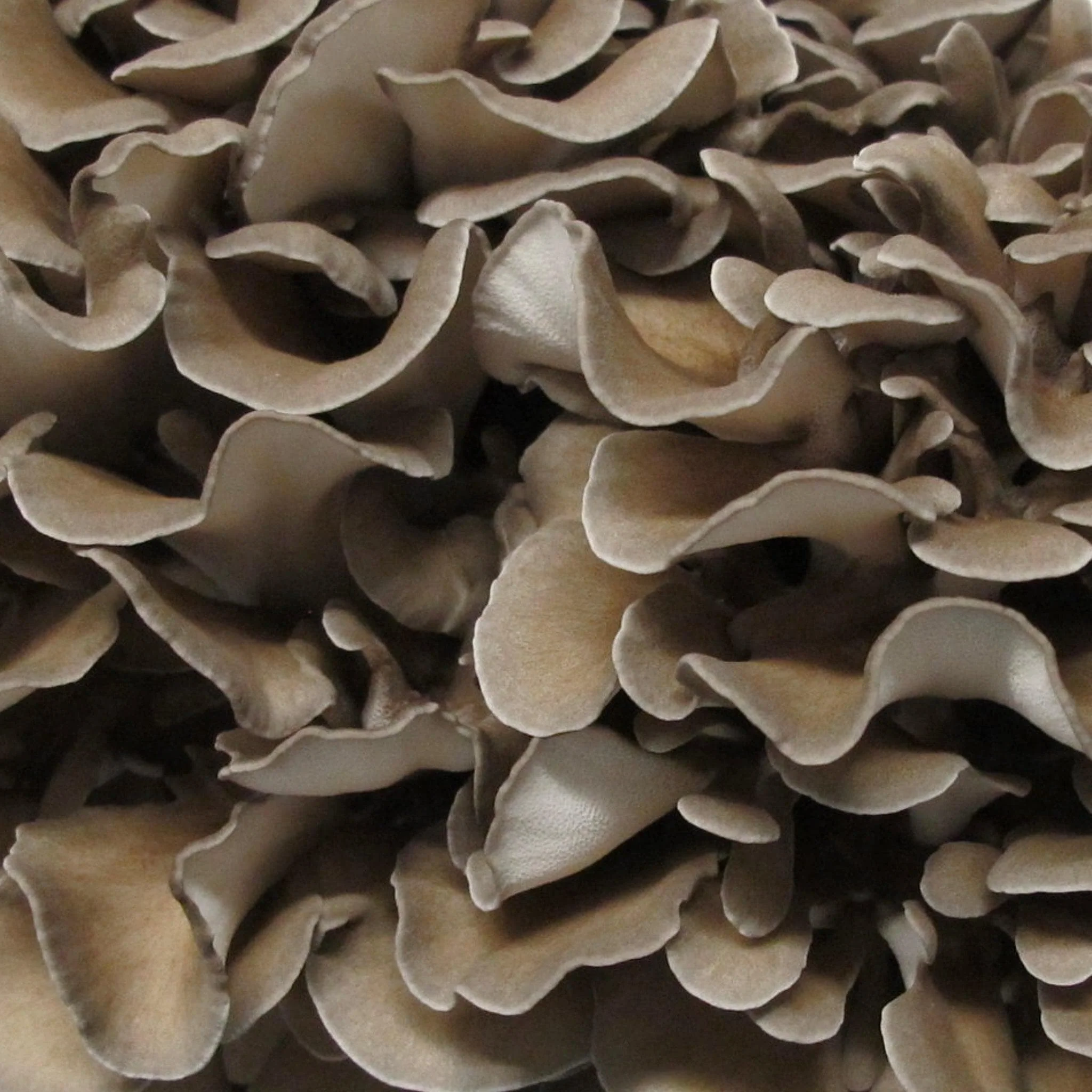 Organic Hen of the Woods (Maitake) Mushroom Sawdust Spawn - Image 3