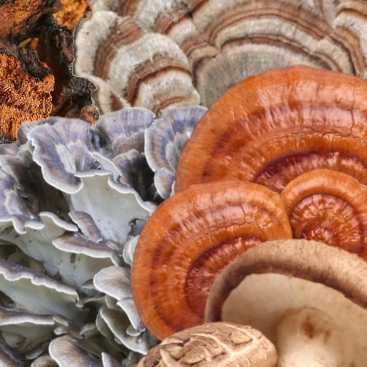 Organic ‘Immunity’ Mushroom Capsules (High Potency) - Image 3