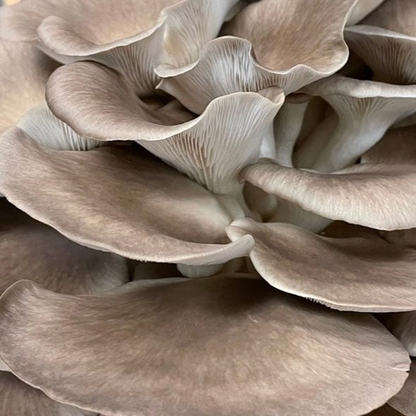Organic Italian Oyster Mushroom Grain Spawn - Image 4